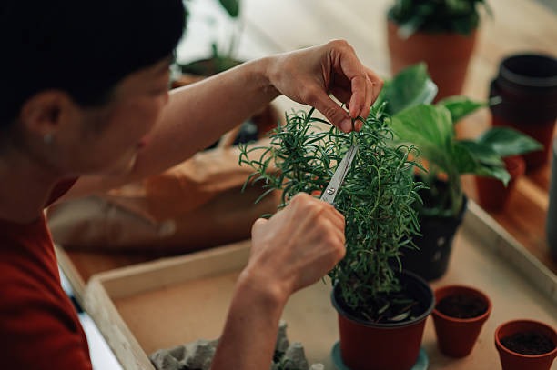 Daily Dose of Green Wellness That Starts in the Garden